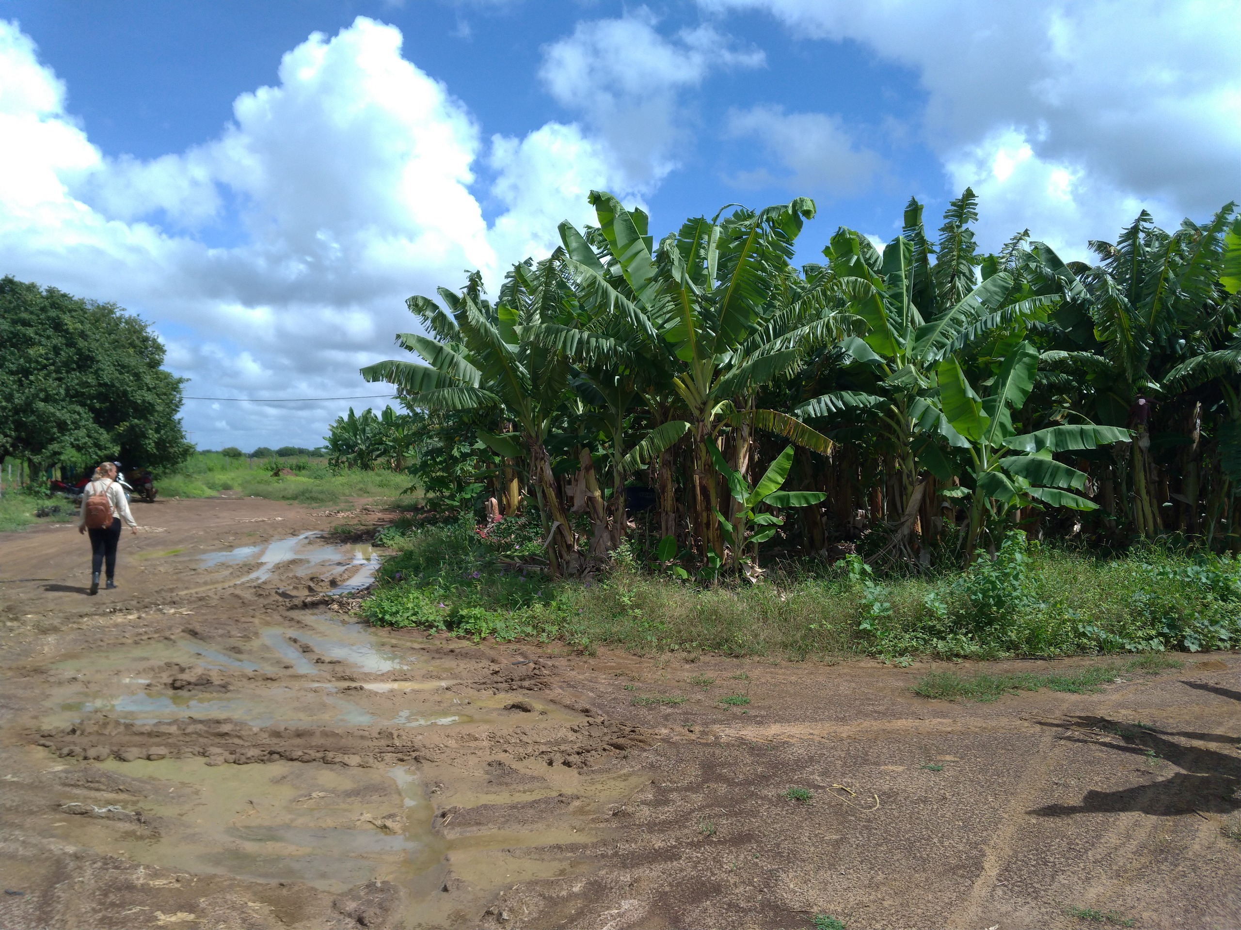 Família colhendo alimentos agroecológicos